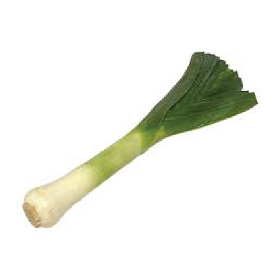 Leek on a white background
