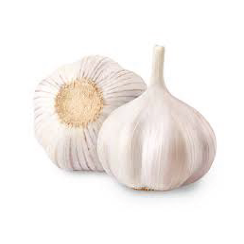Russian Garlic on a white background