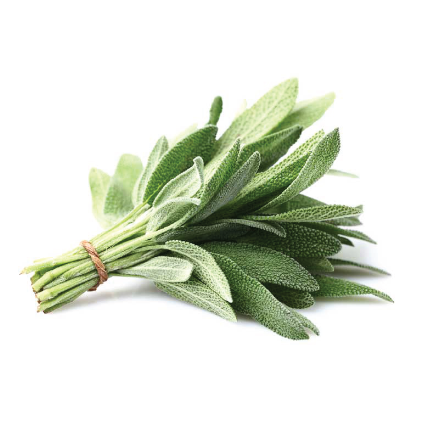 Organic Sage Bunch