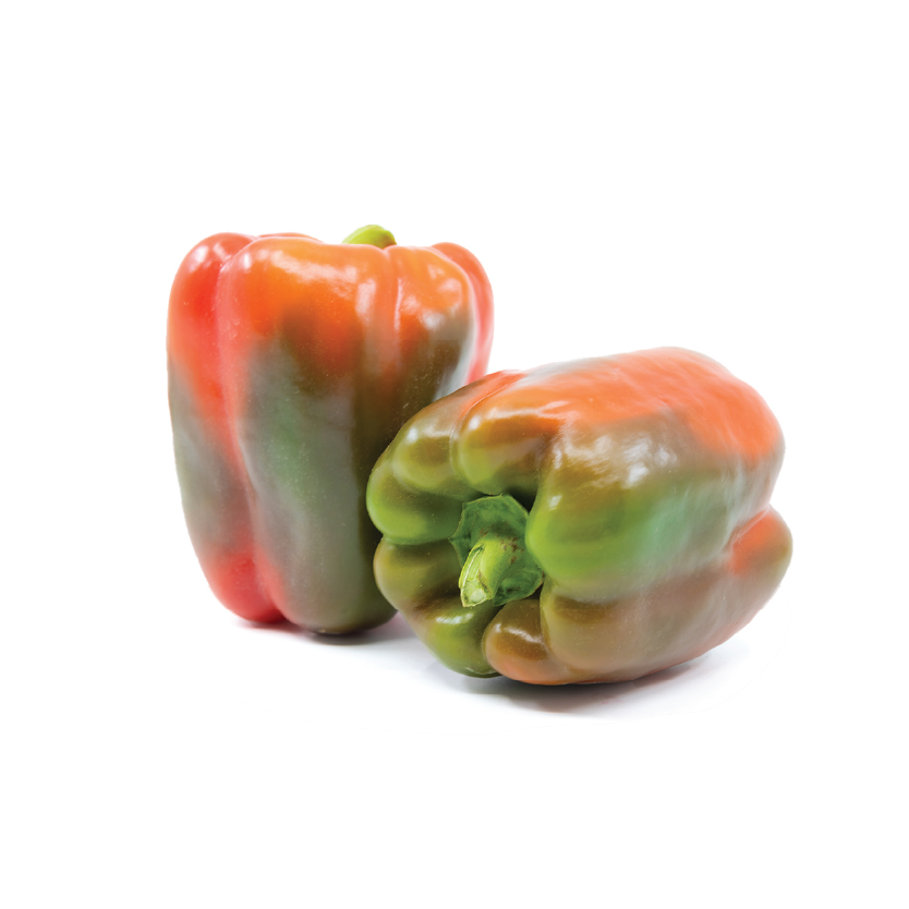 Capsicum Coloured (medium size)
