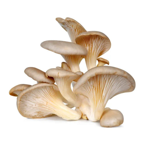 Oyster mushrooms on a white backgroun
