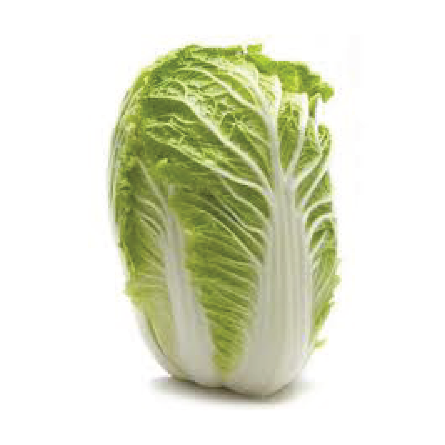 Organic Wombok Cabbage Whole