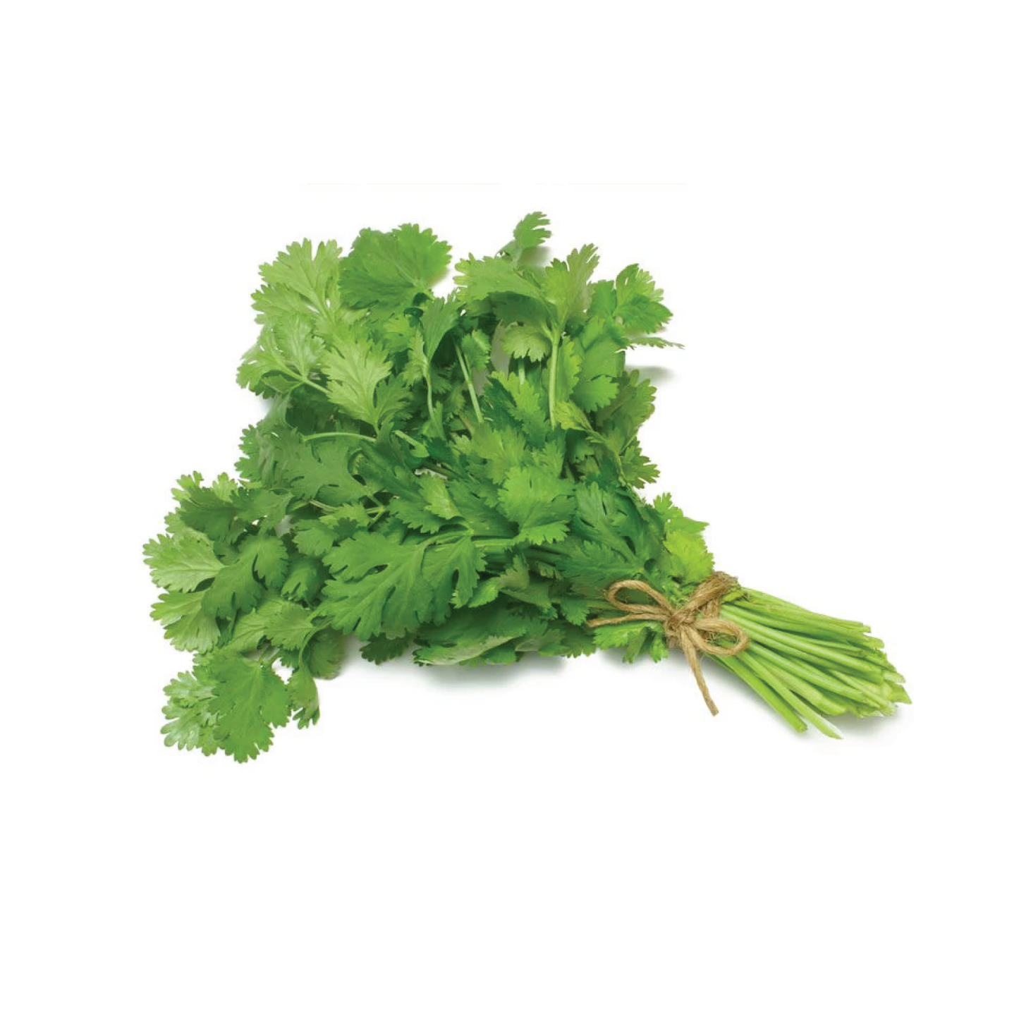 Bunch of fresh coriander with twine on a white background