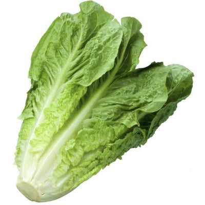 Fresh head of cos lettuce on a white backgorund.