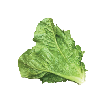 Organic Lettuce Baby Cos