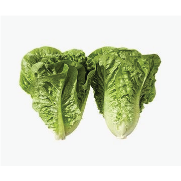 Organic Lettuce Baby Cos 2 pack