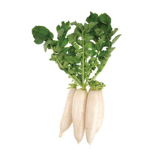 Organic Daikon Radish bunch