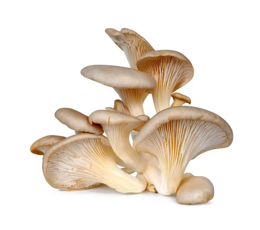 Organic Mushroom Oyster 100g Punnet