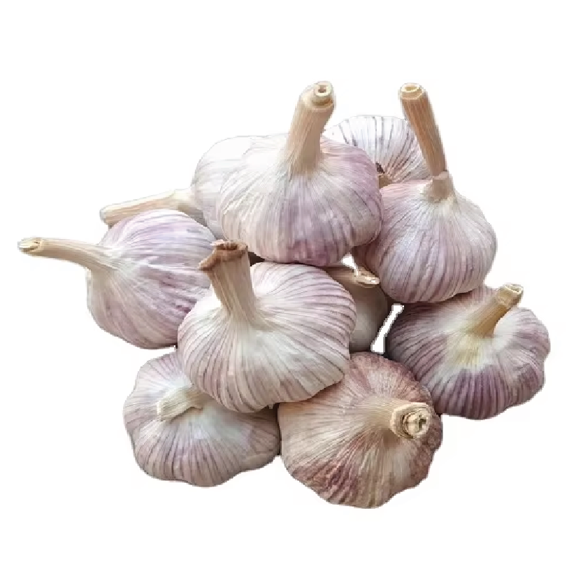 Organic Garlic Purple/White "Italian"