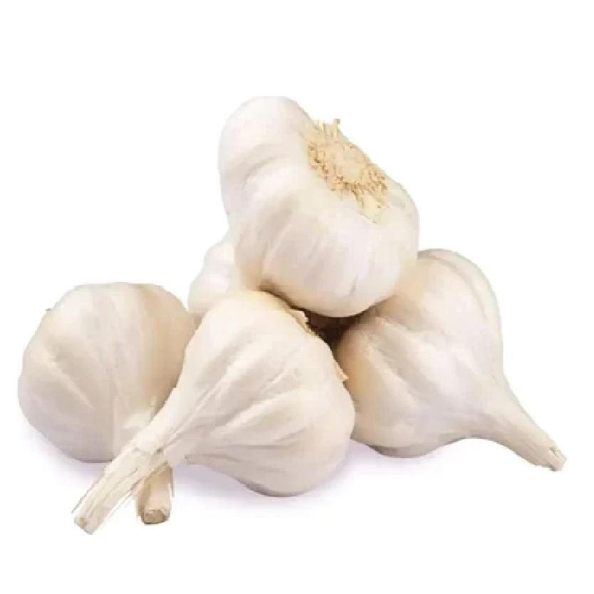 Organic Garlic - Russian